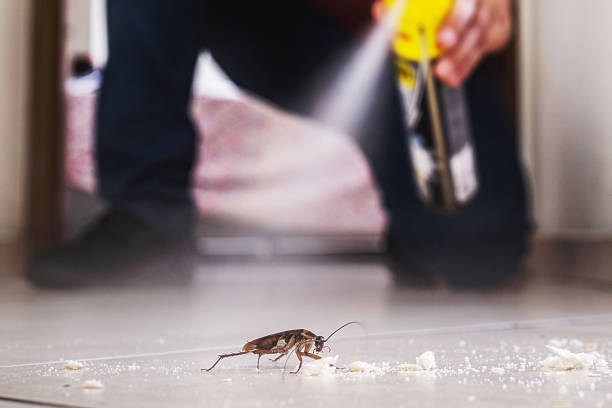 Best Wasp Removal Services  in Fort Madison, IA